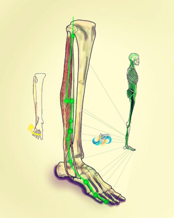 Movement, Muscles & Meridians - Complete Set - Image 3